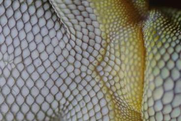 Geckos kaufen und verkaufen Photo: 0,1 Phelsuma grandis HIGH RED Geckos kaufen und verkaufen Photo: 0,1 Phelsuma grandis HIGH RED