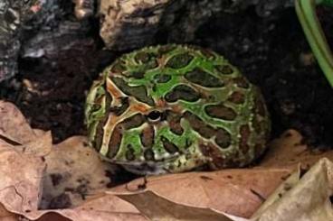 frogs kaufen und verkaufen Photo: Suche Ceratophrys ornata, bevorzugt Jungtiere oder 0.1 frogs kaufen und verkaufen Photo: Suche Ceratophrys ornata, bevorzugt Jungtiere oder 0.1