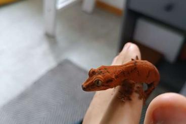 Geckos kaufen und verkaufen Foto: Hybrid (Chahoua x Crested)