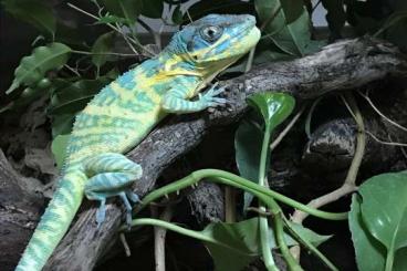 Lizards kaufen und verkaufen Photo: Anolis equestris potior- babies