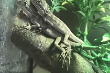 Agama kaufen und verkaufen Photo: Hysilurus magnus- own CB available