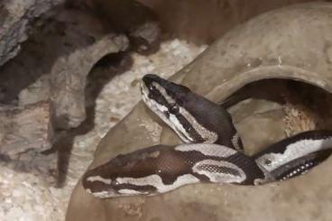 Königspythons kaufen und verkaufen Foto: Python Regius Pärchen mit Zubehör 