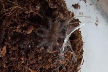 Vogelspinnen kaufen und verkaufen Foto: Pterinochilus murinus dcf mikumi