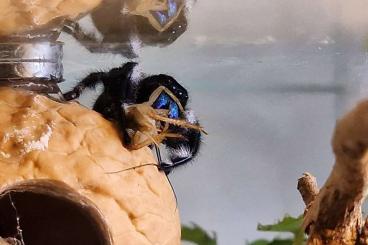 Spiders and Scorpions kaufen und verkaufen Photo: Phidippus regius bahamas 