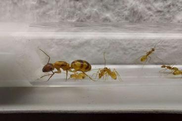 Insects kaufen und verkaufen Photo: Camponotus festinatus Königin mit 3-5 Arbeiterinnen