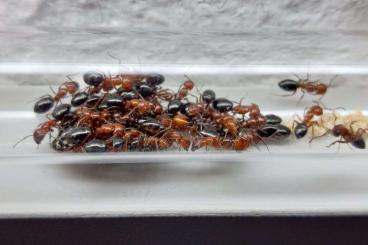 Insects kaufen und verkaufen Photo: Camponotus lateralis Königin mit 20-40 Arbeiterinnen