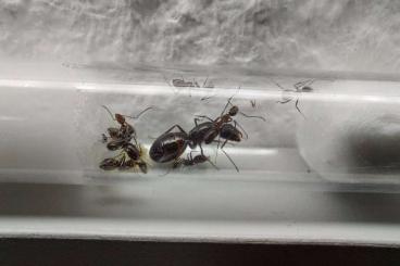 Insects kaufen und verkaufen Photo: Camponotus sylvaticus Königin mit 5-10 Arbeiterinnen