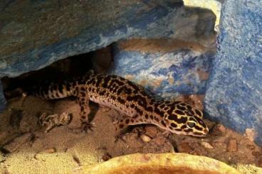 Geckos kaufen und verkaufen Photo: 5 Leoparden Geckos (Weibchen)