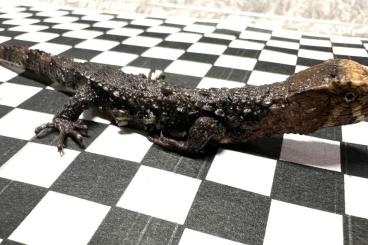 Lizards kaufen und verkaufen Photo: Krokodilschwanz Höckerechse