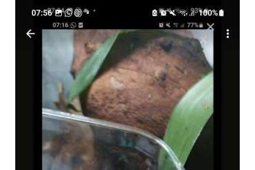 Poison dart frogs kaufen und verkaufen Photo: 0.0.5 Dendrobates el cope