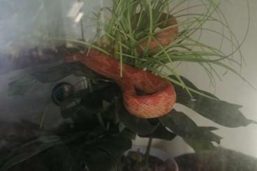 Snakes kaufen und verkaufen Photo: Albino Kornnatter mit Terrarium 