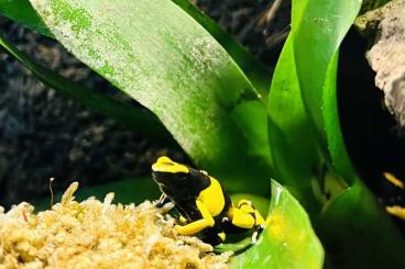 Poison dart frogs kaufen und verkaufen Photo: Epidobates Tricolour zuchtgruppe sowie Nachwuchs abzugeben Poison dart frogs kaufen und verkaufen Photo: Epidobates Tricolour zuchtgruppe sowie Nachwuchs abzugeben