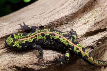 newts and salamanders kaufen und verkaufen Photo: Suche, cynops und triturus arten. 
