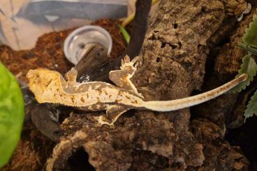 Geckos kaufen und verkaufen Foto: Lily White Correlophus Ciliatus, Kronengecko, Crested Gecko 