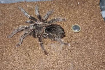Vogelspinnen kaufen und verkaufen Foto: Lasiodora Parahybana 8-9DC (cm)