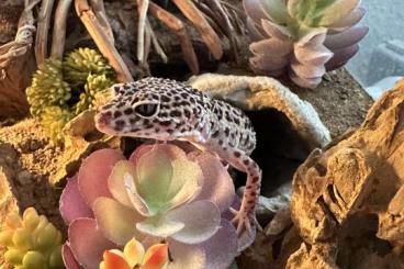 Geckos kaufen und verkaufen Photo: 3x Leopardgecko (weiblich) kostenlos