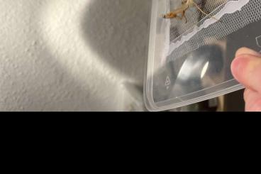 Insekten kaufen und verkaufen Foto: Frisch adultes Stagmatopera Femoralis Männchen