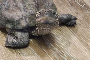 Sumpfschildkröten kaufen und verkaufen Foto: Chinesische Dreikielschildkröte