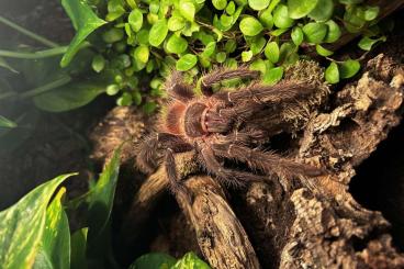 Vogelspinnen kaufen und verkaufen Foto: Biete Lasiodora klugi 0.1 NZ 2019