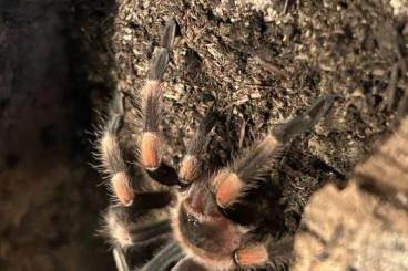 Vogelspinnen kaufen und verkaufen Foto: Biete Brachypelma Hamorii 0.1 DNZ 2019