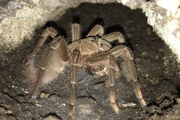 - bird spiders kaufen und verkaufen Photo: Biete Theraphosa stirmi 0.1 NZ 2022 