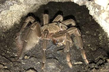 Vogelspinnen kaufen und verkaufen Foto: Biete Theraphosa stirmi 0.1 NZ 2022 