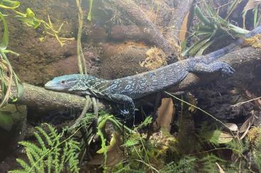 Monitor lizards kaufen und verkaufen Photo: 1.0 varanus macraei CB2020 Monitor lizards kaufen und verkaufen Photo: 1.0 varanus macraei CB2020