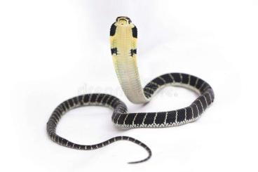 Venomous snakes kaufen und verkaufen Photo: looking for naja hannah 1.1 2022-2023