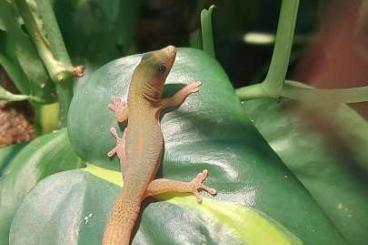 Geckos kaufen und verkaufen Photo: Goldstaubtaggeckos  abzugeben