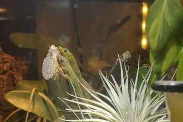 Geckos kaufen und verkaufen Photo: Goldstaubtaggekko männlich