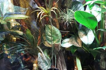 Geckos kaufen und verkaufen Photo: 2 Terrarien mit Gekko komplett eingerichtet