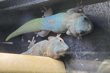 Geckos kaufen und verkaufen Foto: Searching for Blue Phase Phelsuma Laticauda Geckos kaufen und verkaufen Foto: Searching for Blue Phase Phelsuma Laticauda