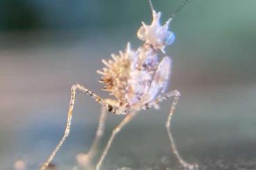 Insekten kaufen und verkaufen Foto: Ceratomantis saussuri; Gottesanbeterin; Mantiden
