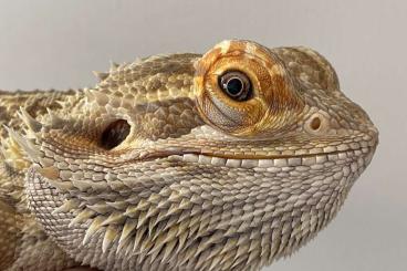 Bearded dragons kaufen und verkaufen Photo: Bartagamen Männchen sucht neues Zuhause