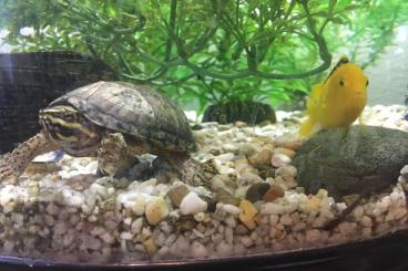 Turtles and Tortoises kaufen und verkaufen Photo: 2 Moschusschildkröten getrennt abzugeben 