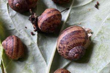 Schnecken und Muscheln kaufen und verkaufen Foto: Gefleckte Weinbergschnecken (Cornu aspersum)