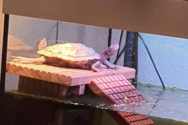 Turtles and Tortoises kaufen und verkaufen Photo: Missisippi Höckerschildkröte