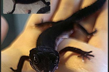 Geckos kaufen und verkaufen Photo: 1.0 Full Black Night Pure 