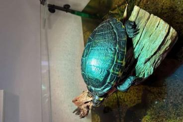 Sumpfschildkröten kaufen und verkaufen Foto: Gelbwangenschildkröte 32 Jahre in liebevolle Hände Wasserschildkröte
