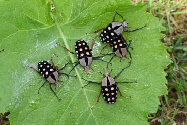 Insects kaufen und verkaufen Photo: Biete Käfer von Amaurodes passerinii Insects kaufen und verkaufen Photo: Biete Käfer von Amaurodes passerinii