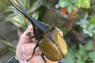 Insekten kaufen und verkaufen Foto: Dynastes hercules hercules male