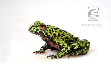 frogs kaufen und verkaufen Photo: Nachzuchten diverser Frösche und Kröten