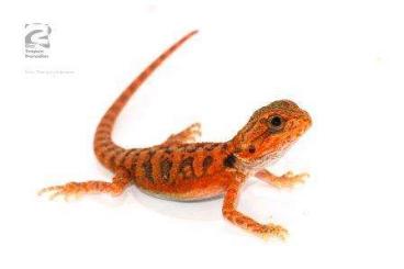 Geckos kaufen und verkaufen Photo: Kronengeckos/Höckerkopfgeckos/Europä.Sumpfschildkröte/Milchschlange