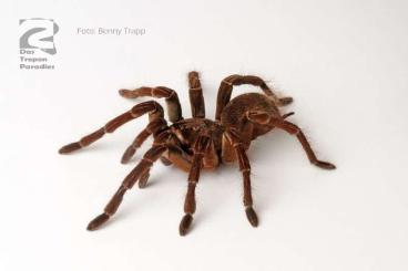Spiders and Scorpions kaufen und verkaufen Photo: Springspinnen / Wüstenglanzskorpion / Blauer Riesenskorpion / uvm. 