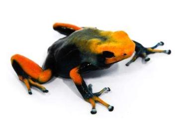 Poison dart frogs kaufen und verkaufen Photo: Wunderschöne Nachzuchten abzugeben!!