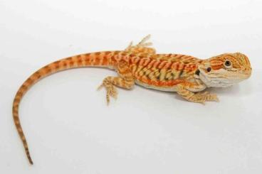 Bearded dragons kaufen und verkaufen Photo: !!! Wunderschöne Nachzuchten abzugeben !!!