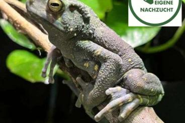 Frösche kaufen und verkaufen Photo: Kröten/Unken - Spezial: Schöne, kräftige Nachzuchten abzugeben! Frösche kaufen und verkaufen Photo: Kröten/Unken - Spezial: Schöne, kräftige Nachzuchten abzugeben!