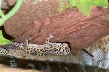Geckos kaufen und verkaufen Foto: Terrarium inkl. Zubehör & Geckos