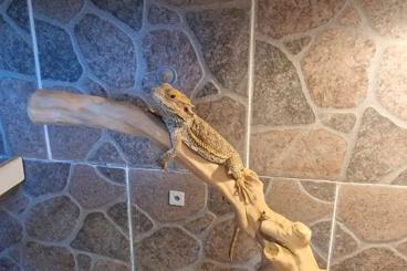 Bearded dragons kaufen und verkaufen Photo: 2 Jahre alte Bartagame zu verkaufen