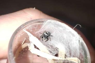 Spinnen und Skorpione kaufen und verkaufen Foto: Phidippus Regius Bahamas 